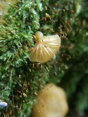 Heimiomyces