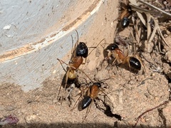 Camponotus consobrinus