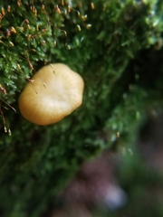 Heimiomyces