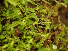 Cephalozia bicuspidata