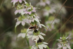 Sphex jamaicensis