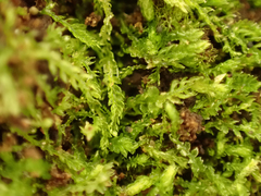 Cephalozia bicuspidata