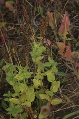 Veronica teucrium