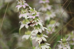 Sphex jamaicensis