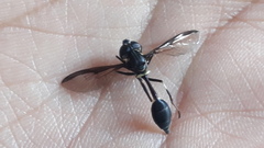 Salpingogaster nigra