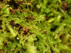 Cephalozia bicuspidata