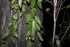 Parsonsia brisbanensis