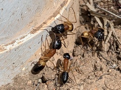 Camponotus consobrinus