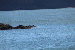 Phoca vitulina vitulina