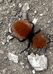 Dasymutilla californica