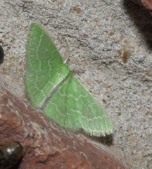 Synchlora frondaria
