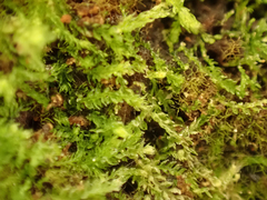 Cephalozia bicuspidata