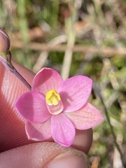 Thelymitra carnea