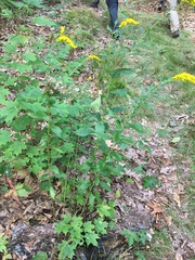 Solidago rugosa