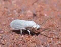 Coniopterygidae