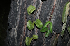 Parsonsia brisbanensis