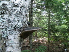 Phellinus nigricans
