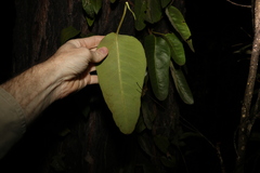 Parsonsia brisbanensis