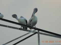 Pelecanus philippensis