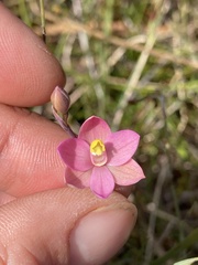 Thelymitra carnea