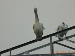 Pelecanus philippensis