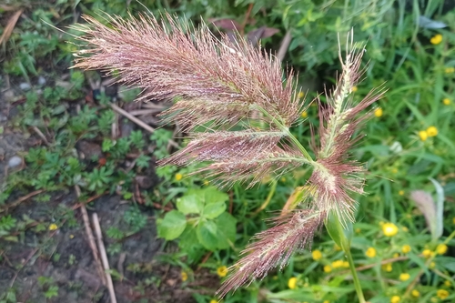 Image of Echinochloa walteri by (c) Quinten Wiegersma, some rights reserved (CC BY)