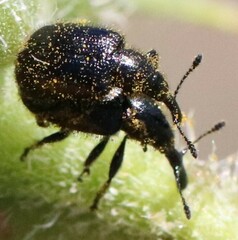 Haplorhynchites aeneus