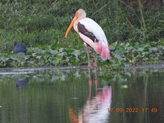 Porphyrio poliocephalus