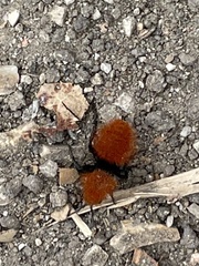 Dasymutilla californica