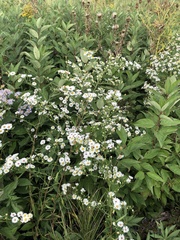 Symphyotrichum firmum