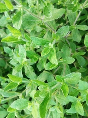 Acanthospermum hispidum