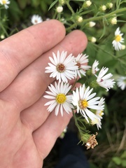 Symphyotrichum firmum