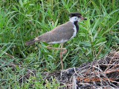 Vanellus indicus