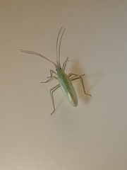 Trigonotylus caelestialium