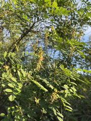 Indigofera fruticosa