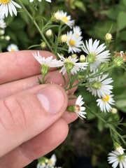 Symphyotrichum firmum
