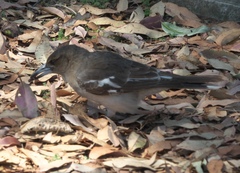 Cracticus nigrogularis