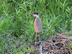 Vanellus indicus