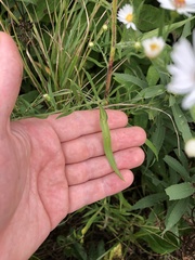 Symphyotrichum firmum