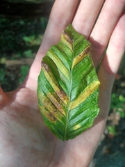 Litylenchus crenatae