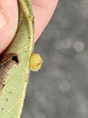 Caryomyia hirtiglobus