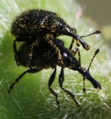 Haplorhynchites aeneus