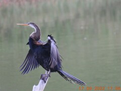 Anhinga melanogaster