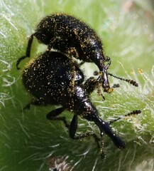 Haplorhynchites aeneus