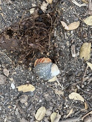 Coenobita compressus