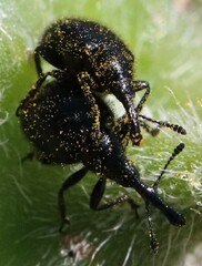 Haplorhynchites aeneus