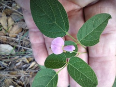 Desmodium grahamii