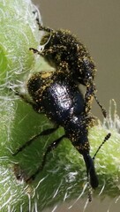 Haplorhynchites aeneus