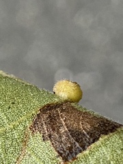 Caryomyia hirtiglobus