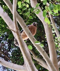 Buteo lineatus elegans